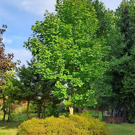 Villa Kasztanowa Skierniewice Exterior photo