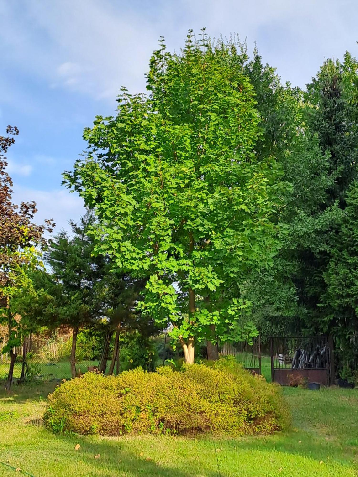 Kasztanowa Apartment *